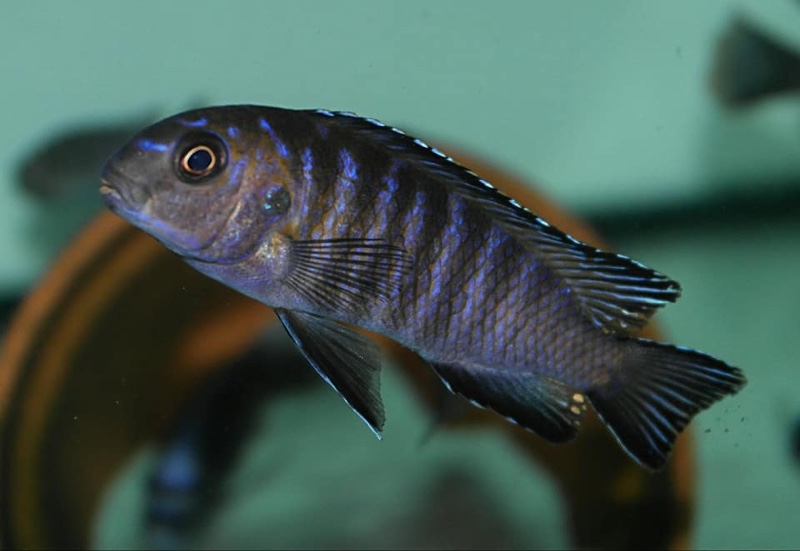 Tropheops modestus 'Chidunga Rocks'